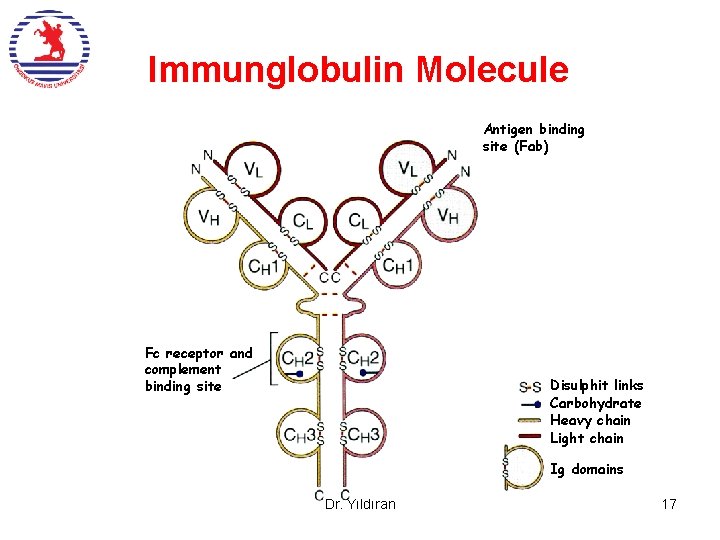 Immunglobulin Molecule Antigen binding site (Fab) Fc receptor and complement binding site Disulphit links