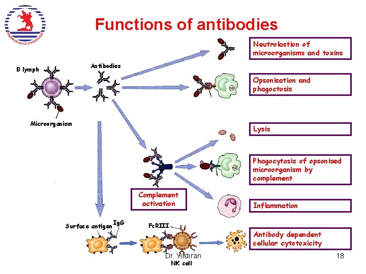 Functions of antibodies Neutrolastion of microorganisms and toxins Antibodies B lymph Opsonisation and phagoctosis Functions of antibodies Neutrolastion of microorganisms and toxins Antibodies B lymph Opsonisation and phagoctosis
