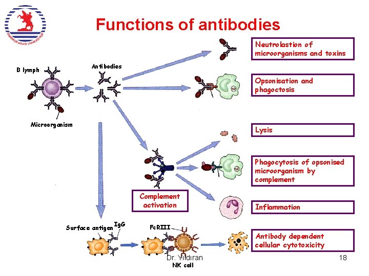 Functions of antibodies Neutrolastion of microorganisms and toxins Antibodies B lymph Opsonisation and phagoctosis