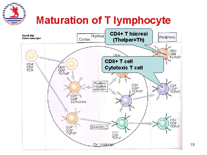 Maturation of T lymphocyte CD 4+ T hücresi (Thelper=Th) CD 8+ T cell Cytotoxic Maturation of T lymphocyte CD 4+ T hücresi (Thelper=Th) CD 8+ T cell Cytotoxic