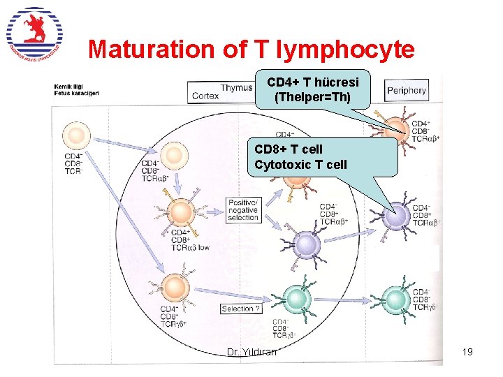 Maturation of T lymphocyte CD 4+ T hücresi (Thelper=Th) CD 8+ T cell Cytotoxic