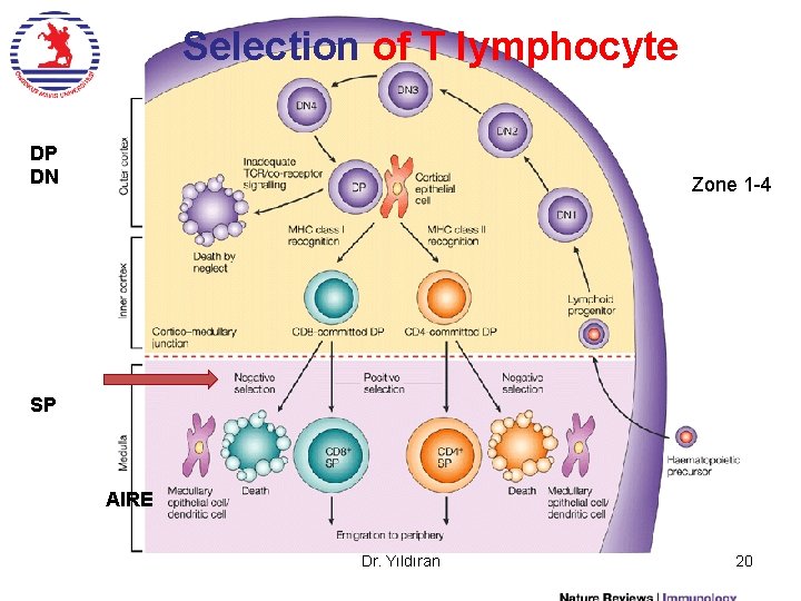 Selection of T lymphocyte DP DN Zone 1 -4 SP AIRE Dr. Yıldıran 20