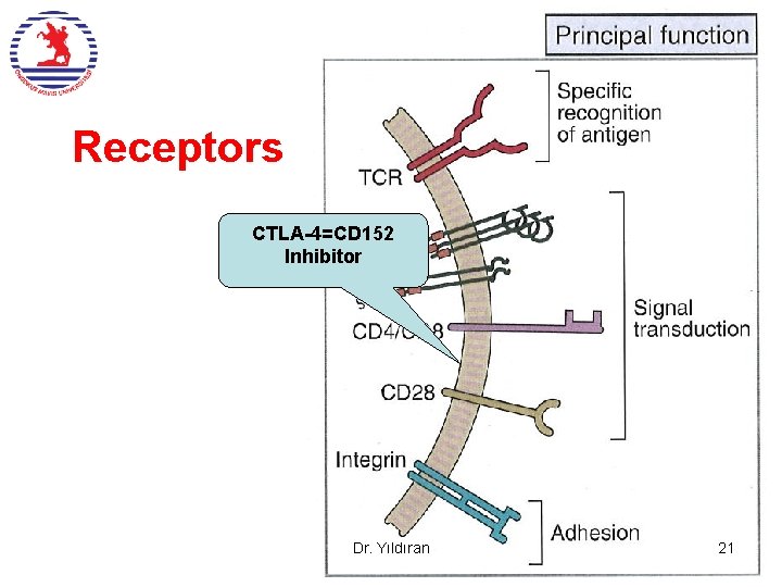 Receptors CTLA-4=CD 152 Inhibitor Dr. Yıldıran 21  Receptors CTLA-4=CD 152 Inhibitor Dr. Yıldıran 21