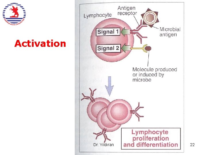 Activation Dr. Yıldıran 22 