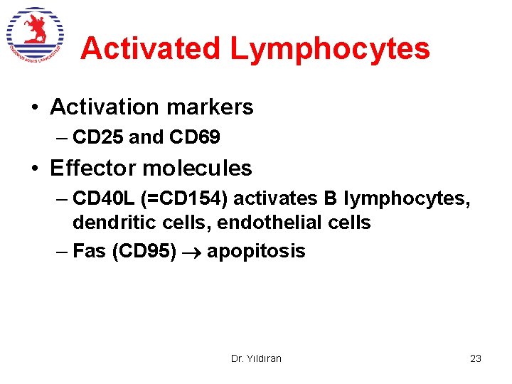 Activated Lymphocytes • Activation markers – CD 25 and CD 69 • Effector molecules