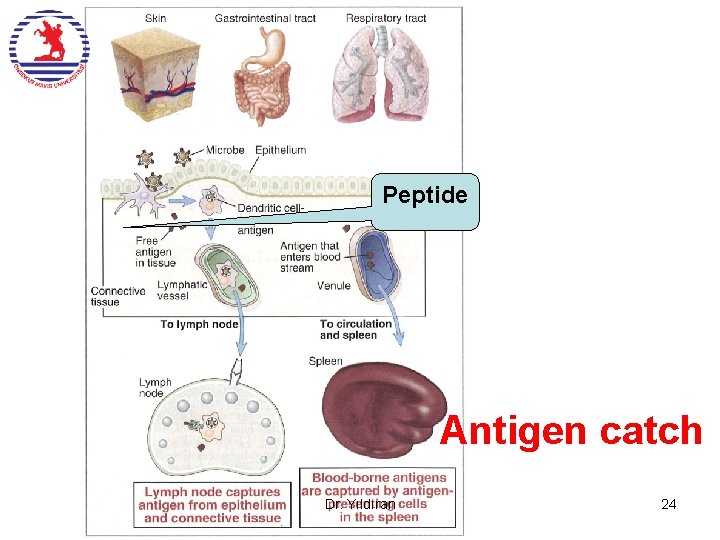 Peptide Antigen catch Dr. Yıldıran 24 