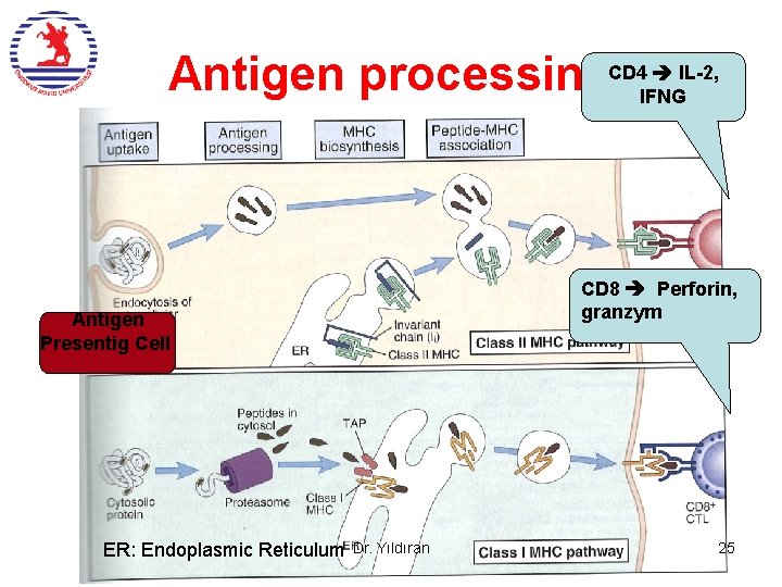  IL-2, Antigen processing. CD 4 IFNG CD 8 Perforin, granzym Antigen Presentig Cell