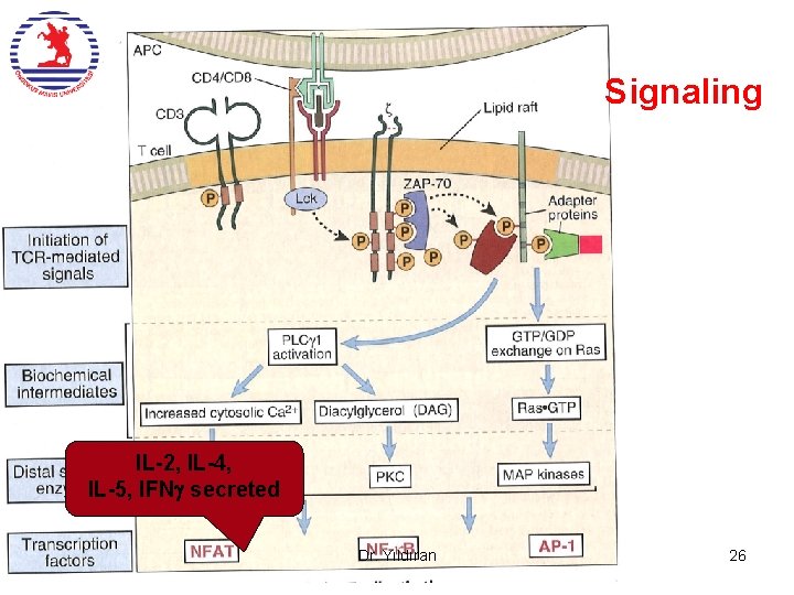 Signaling IL-2, IL-4, IL-5, IFN secreted Dr. Yıldıran 26  Signaling IL-2, IL-4, IL-5, IFN secreted Dr. Yıldıran 26