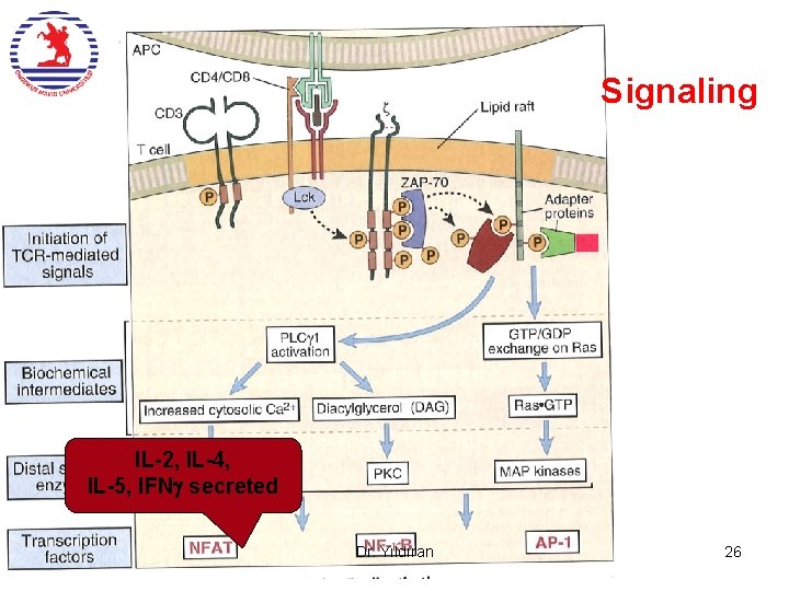 Signaling IL-2, IL-4, IL-5, IFN secreted Dr. Yıldıran 26 