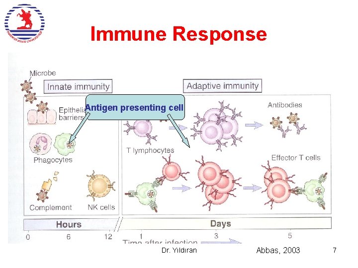 Immune Response Antigen presenting cell Dr. Yıldıran Abbas, 2003 7 
