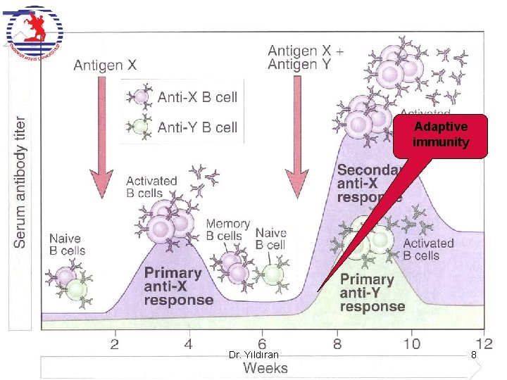 Adaptive immunity Dr. Yıldıran 8 