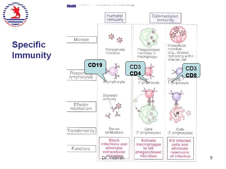 Specific Immunity CD 19 Dr. Yıldıran CD 3 CD 4 CD 3 CD 8 Specific Immunity CD 19 Dr. Yıldıran CD 3 CD 4 CD 3 CD 8