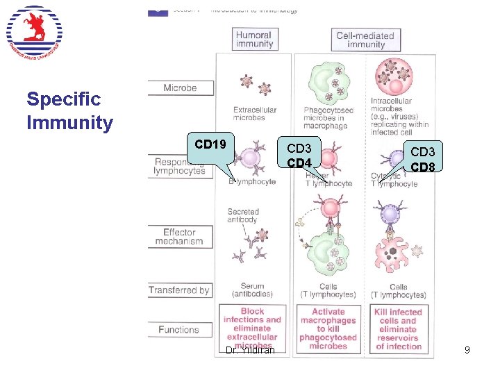 Specific Immunity CD 19 Dr. Yıldıran CD 3 CD 4 CD 3 CD 8