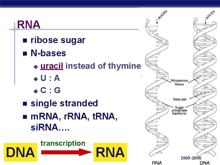 RNA ribose sugar N-bases uracil instead of thymine u. U : A u. C