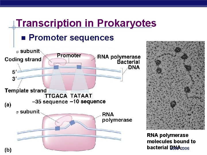 Transcription in Prokaryotes Promoter sequences AP Biology RNA polymerase molecules bound to bacterial DNA