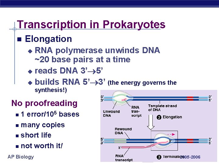 Transcription in Prokaryotes Elongation RNA polymerase unwinds DNA ~20 base pairs at a time