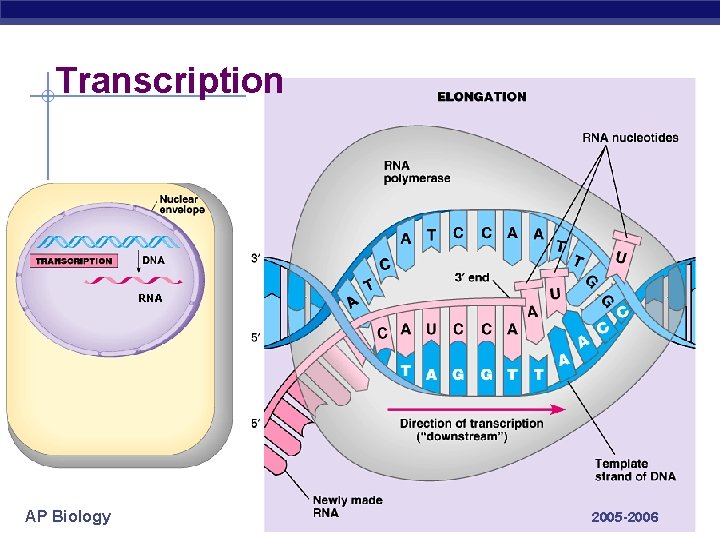 Transcription RNA AP Biology 2005 -2006 