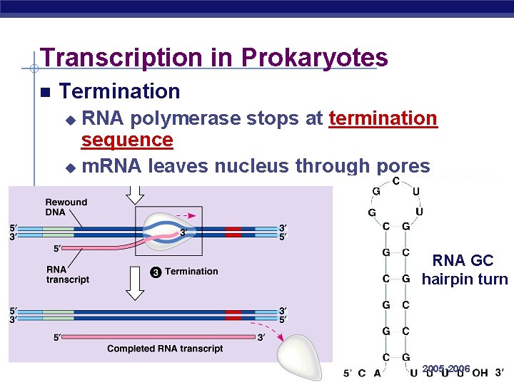 Transcription in Prokaryotes Termination RNA polymerase stops at termination sequence u m. RNA leaves