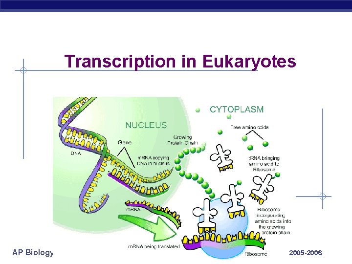 Transcription in Eukaryotes AP Biology 2005 -2006 
