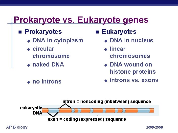 Prokaryote vs. Eukaryote genes Prokaryotes u DNA in cytoplasm circular chromosome naked DNA u
