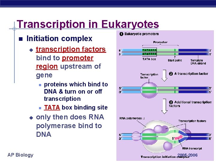 Transcription in Eukaryotes Initiation complex u transcription factors bind to promoter region upstream of