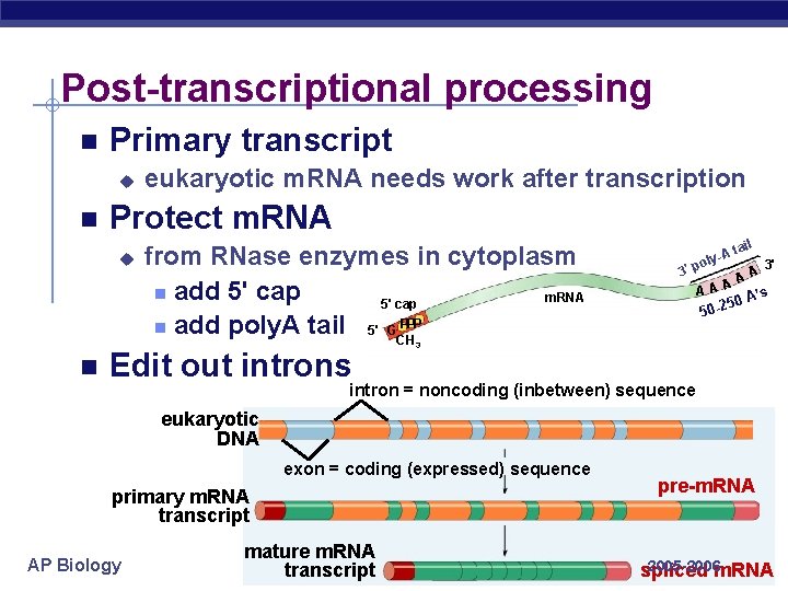 Post-transcriptional processing Primary transcript u Protect m. RNA u eukaryotic m. RNA needs work