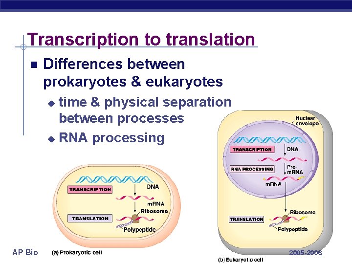 Transcription to translation Differences between prokaryotes & eukaryotes time & physical separation between processes