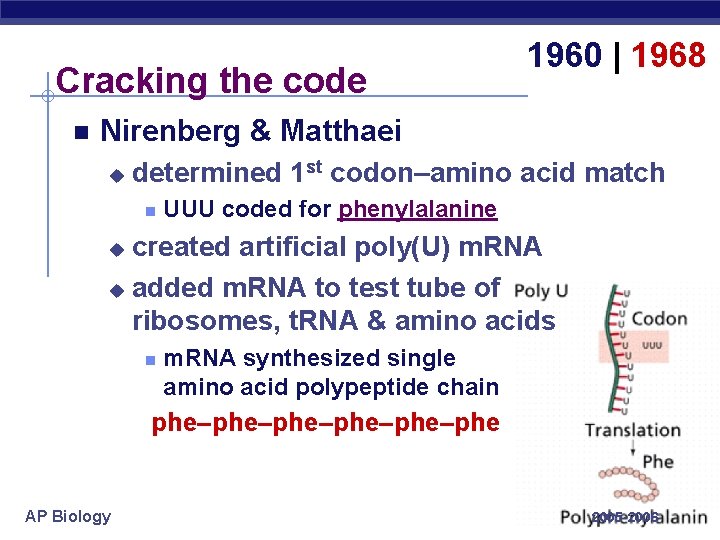 Cracking the code 1960 | 1968 Nirenberg & Matthaei u determined 1 st codon–amino