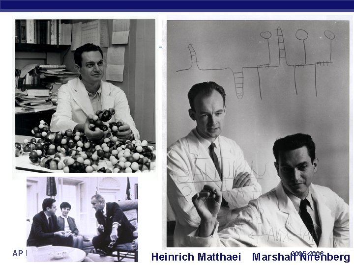 AP Biology Heinrich Matthaei Marshall 2005 -2006 Nirenberg 