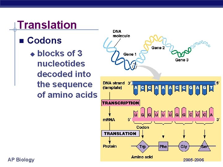 Translation Codons u AP Biology blocks of 3 nucleotides decoded into the sequence of