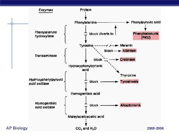 AP Biology 2005 -2006 