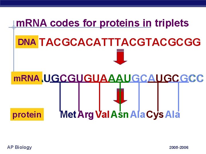 m. RNA codes for proteins in triplets DNA TACGCACATTTACGCGG m. RNA AUGCGUGUAAAUGCGCC ? protein
