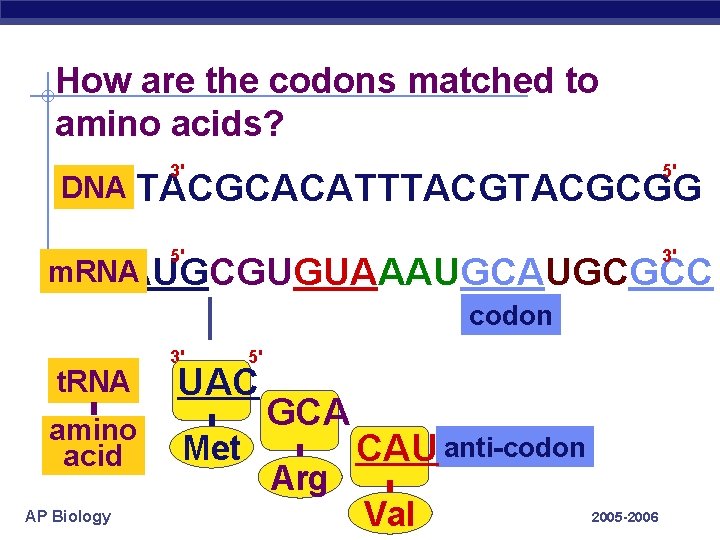 How are the codons matched to amino acids? DNA 3' 5' 5' 3' TACGCACATTTACGCGG