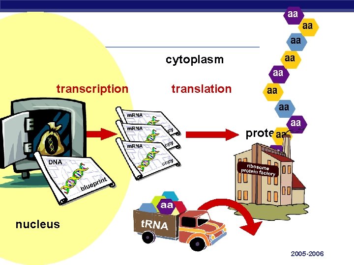 cytoplasm transcription translation protein nucleus AP Biology 2005 -2006 