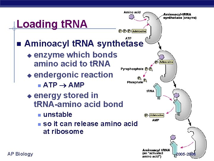 Loading t. RNA Aminoacyl t. RNA synthetase enzyme which bonds amino acid to t.