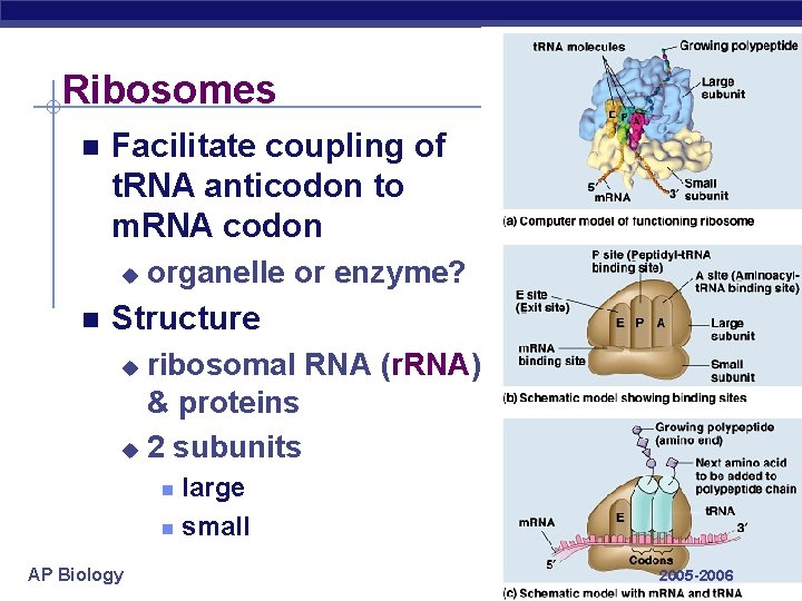 Ribosomes Facilitate coupling of t. RNA anticodon to m. RNA codon u organelle or