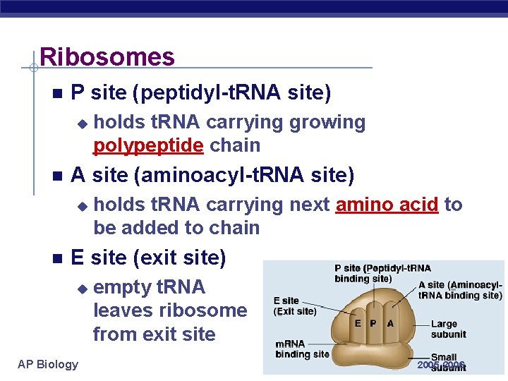 Ribosomes P site (peptidyl-t. RNA site) u A site (aminoacyl-t. RNA site) u holds