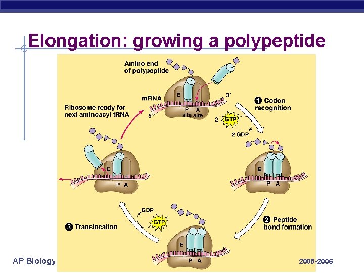 Elongation: growing a polypeptide AP Biology 2005 -2006 