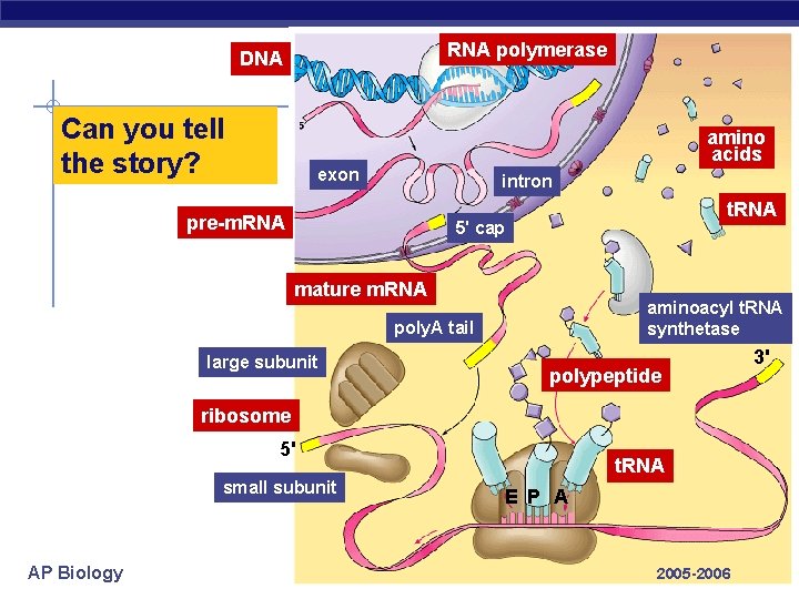 RNA polymerase DNA Can you tell the story? amino acids exon intron pre-m. RNA