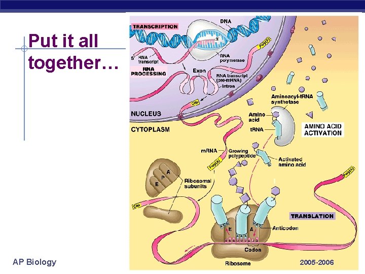 Put it all together… AP Biology 2005 -2006 