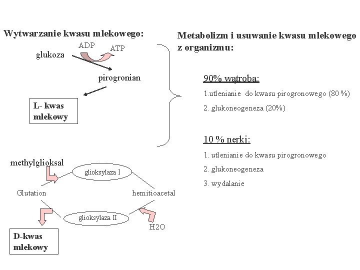 Wytwarzanie kwasu mlekowego: glukoza ADP Metabolizm i usuwanie kwasu mlekowego z organizmu: ATP pirogronian