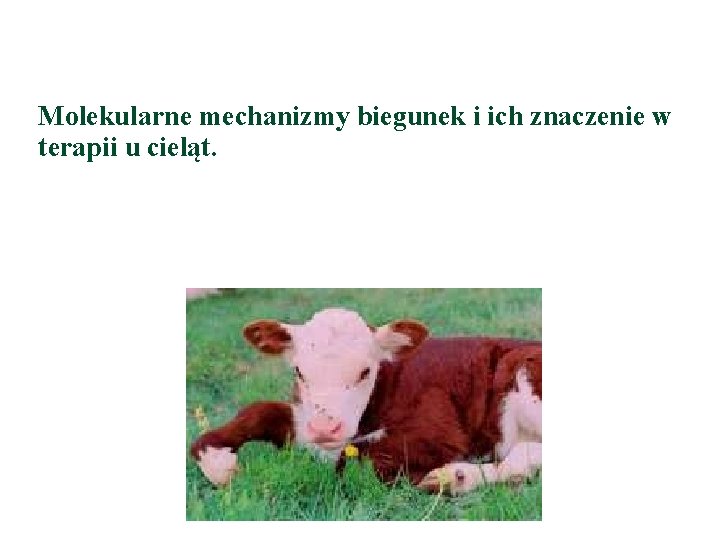 Molekularne mechanizmy biegunek i ich znaczenie w terapii u cieląt. 