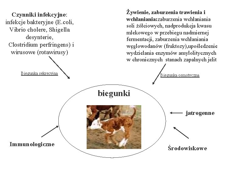 Czynniki infekcyjne: infekcje bakteryjne (E. coli, Vibrio cholere, Shigella desynterie, Clostridium perfringens) i wirusowe