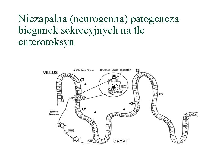 Niezapalna (neurogenna) patogeneza biegunek sekrecyjnych na tle enterotoksyn 