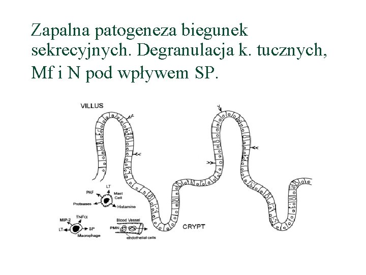 Zapalna patogeneza biegunek sekrecyjnych. Degranulacja k. tucznych, Mf i N pod wpływem SP. 