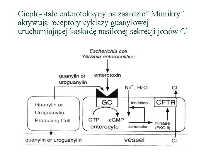 Ciepło-stałe enterotoksyny na zasadzie” Mimikry” aktywują receptory cyklazy guanylowej uruchamiającej kaskadę nasilonej sekrecji jonów