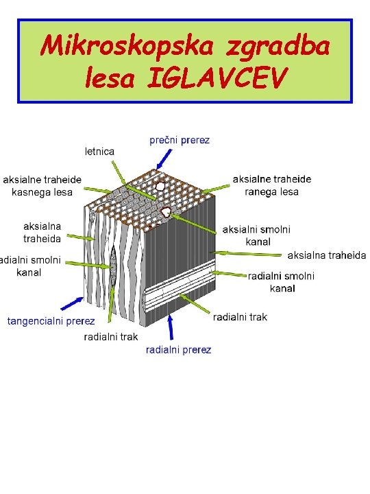 Mikroskopska zgradba lesa IGLAVCEV 