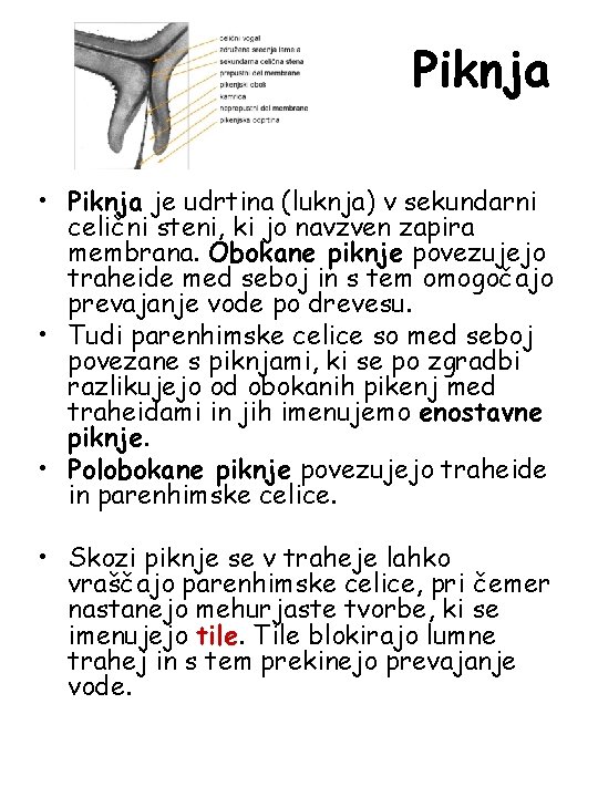 Piknja • Piknja je udrtina (luknja) v sekundarni celični steni, ki jo navzven zapira