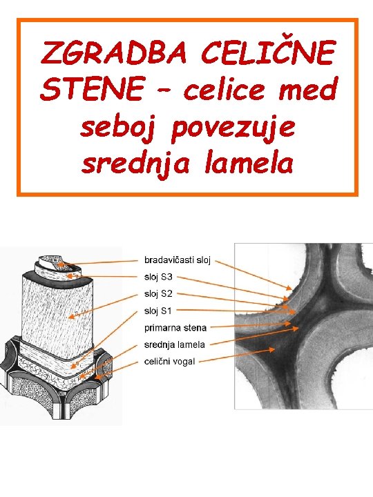 ZGRADBA CELIČNE STENE – celice med seboj povezuje srednja lamela 