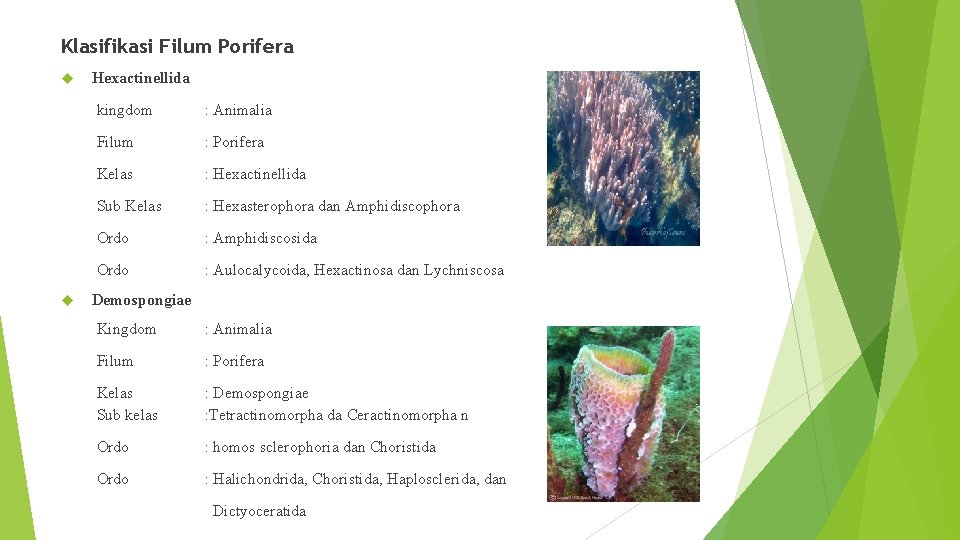 Klasifikasi Filum Porifera Hexactinellida kingdom : Animalia Filum : Porifera Kelas : Hexactinellida Sub